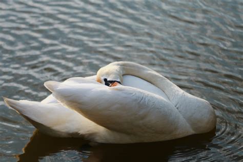 Close up of Swan · Free Stock Photo