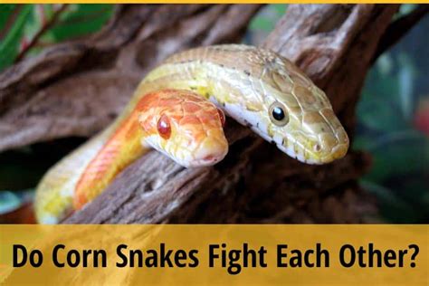 Do Corn Snakes Fight Each Other? | ZooAwesome