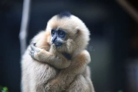 Hainan Black Crested Gibbon Stock Image - Image of hang, looks: 247395225