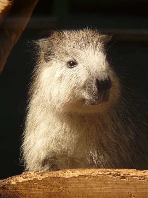 Images Gratuites : faune, fourrure, mammifère, rongeur, moustaches