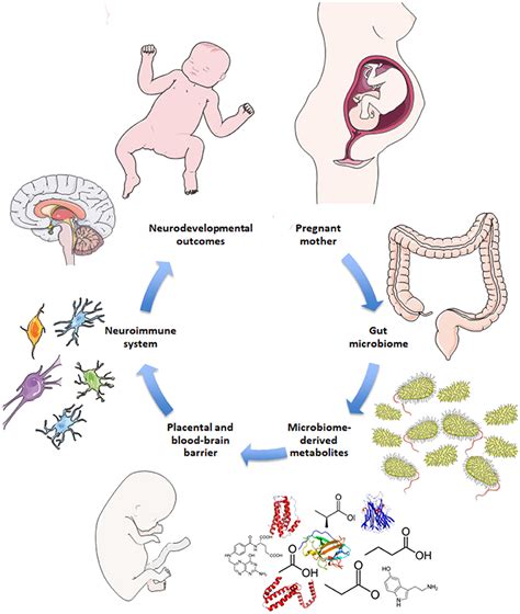 Frontiers Emerging Developments In Microbiome And Microglia Research