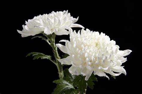 C Mo Elegir Las Flores Para Un Funeral Funeraria Albacete