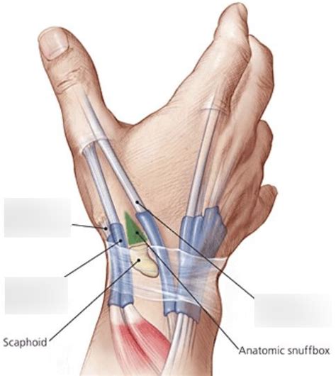 advanced sports med upper extremity thumb muscles Diagram | Quizlet