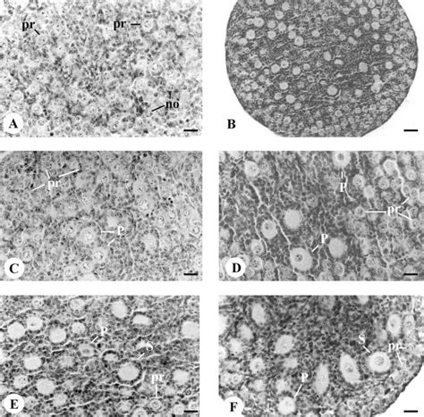 Photomicrographs Of Cultured And Noncultured Neonatal Mouse Ovaries A