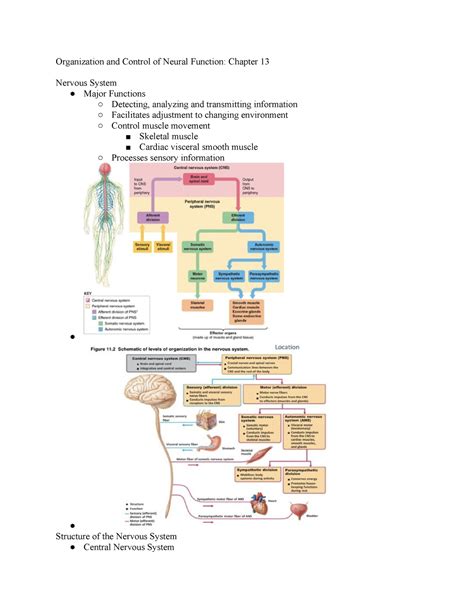 Pathophysiology Neuro Unit Organization And Control Of Neural