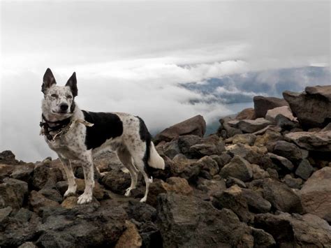 Blue Heeler Border Collie mix: What you need to know - BorderCollieHealth