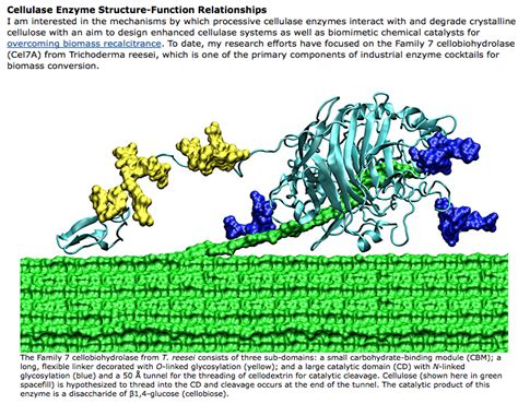 Cellulose-Enzyme interaction. The catalytic product of this enzyme is a disaccharide of β1,4 ...