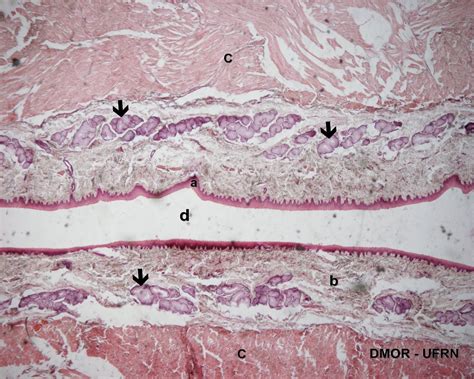 Odontologia Lâminas tecido epitelial