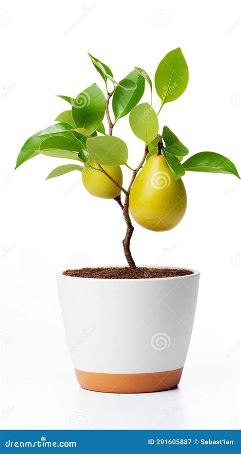 Potted Pear Baby Tree Carefully Nurtured And Isolated Against A