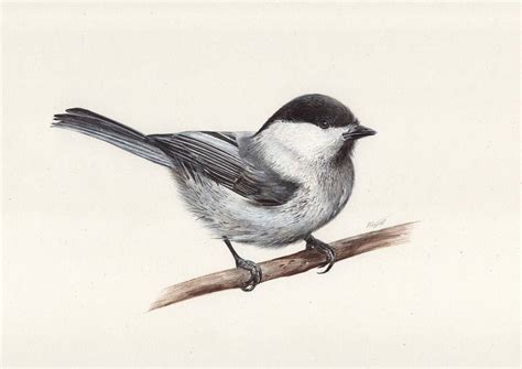 Ballpoint Drawing On Paper Carolina Chickadee Original Artwork Art