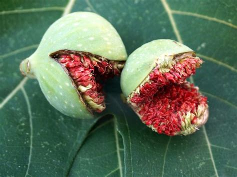 Figs Won T Get Ripe Why Figs Stop Ripening On The Tree