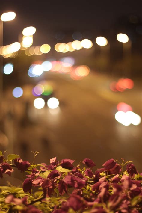 Free Images Light Bokeh Night Sunlight Flower Petal Spring Red