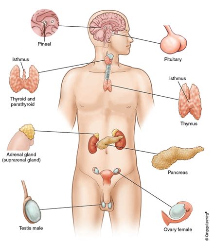 A P Ch 12 Endocrine System Flashcards Quizlet