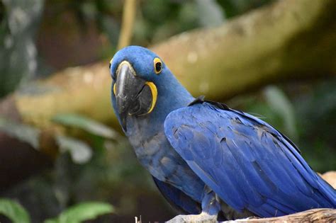 Europe’s eggheads drive the demise of ‘king of parrots’ - Oxpeckers