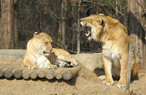 Worlds Largest Living Cat Hercules The Liger Our Planet