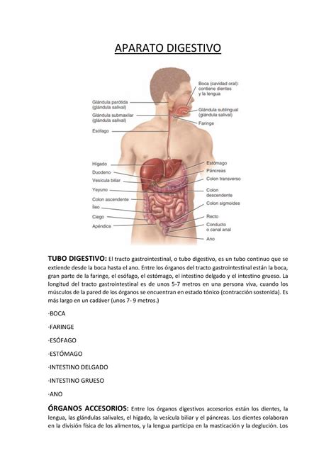 AH Digestivo Apuntes Sobre Aparato Digestivo APARATO DIGESTIVO