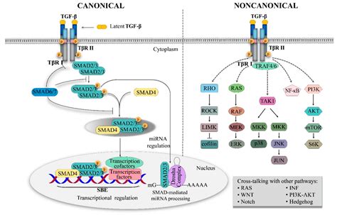 Ijms Free Full Text Tgf β Signaling In Progression Of Oral Cancer