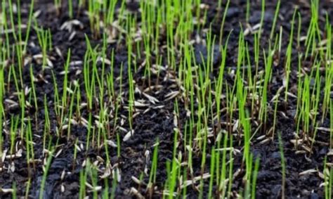 How Long Can Grass Seed Go Without Water Complete Guide