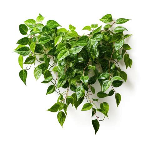 Premium AI Image | An Epipremnum aureum isolated on a white background