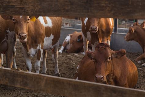 Meet The Maker Gay S Guernsey Dairy In Prince Albert Eatsplorer Discover And Book The Best