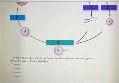 Solved Refer To The Diagram Above Of The Sexual Reproductive