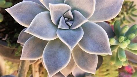 Graptopetalum Paraguayense características y cuidados de la suculenta