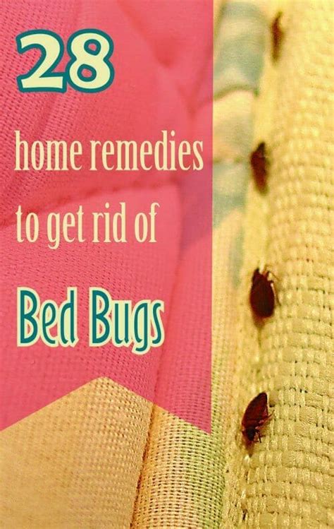 28 Effective Home Remedies To Get Rid Of Bed Bugs Rid Of Bed Bugs Bed Bugs Bed Bug Remedies