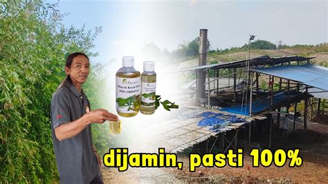 Kupas Tuntas Proses Penyulingan Minyak Kayu Putih Di Toroh Gundih Jawa