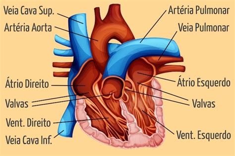 Resumo Completo Sobre O Sistema Cardiovascular Tua Sa De