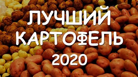 Лучшие сорта картофеля 2020 - YouTube
