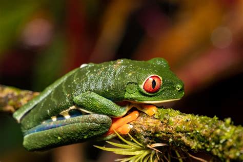 Red Eyed Tree Frog Agalychnis Callidryas Cano Negro Costa Rica