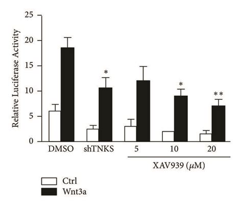 The Oncogenic Activity Of Tnks Exhibits Through Wnt Catenin