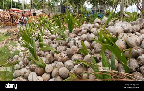 Koh Samui Island Thailand 1 July 2019 Asian Thai Men Working On