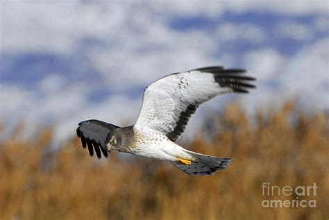 Harrier Hawk Hunting Photograph by Dennis Hammer - Pixels