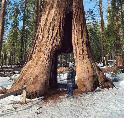 Hiking to the Mariposa Grove in Yosemite - Gone with the Gastons