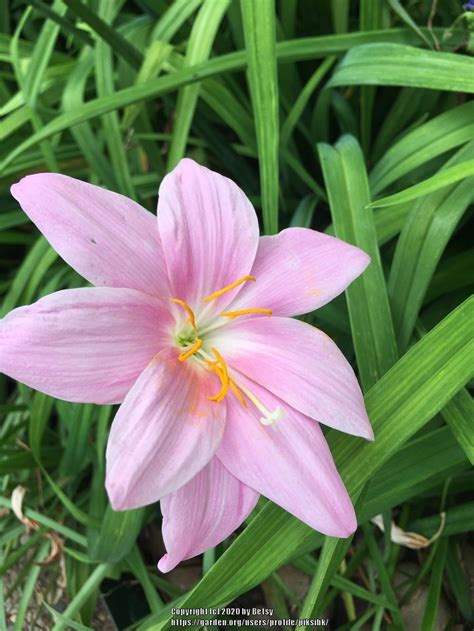 Rain Lilies: Plant Care and Collection of Varieties - Garden.org