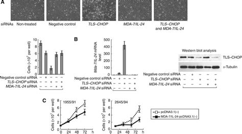 Growth Arrest Of MLS Cells By TLSCHOP SiRNA Is Caused By MDA 7 IL 24