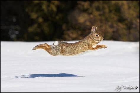 Flying Rabbit by Jody Melanson Rabbit Run, Jack Rabbit, Rabbit Names ...