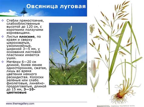 Овсяница красная: описание, характеристики и сфера применения