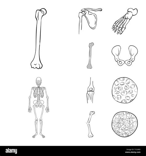 Femore Piedi Hip Apparato Muscoloscheletrico Fibre Frattura L