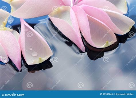 Rose Petals On Water Stock Image Image Of Meditation 20335645