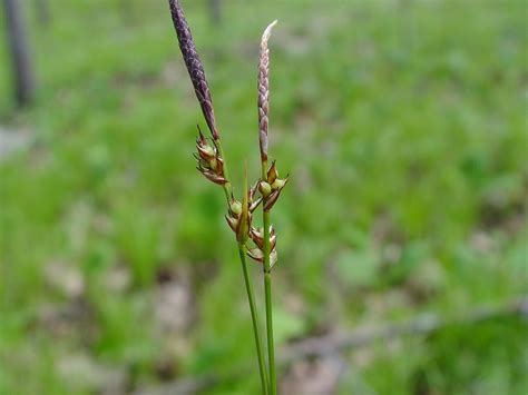 Carex Pensylvanica Pennsylvania Sedge Go Botany