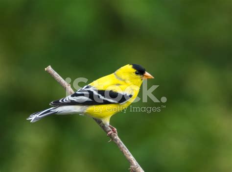 American Goldfinch (Male) Stock Photo | Royalty-Free | FreeImages