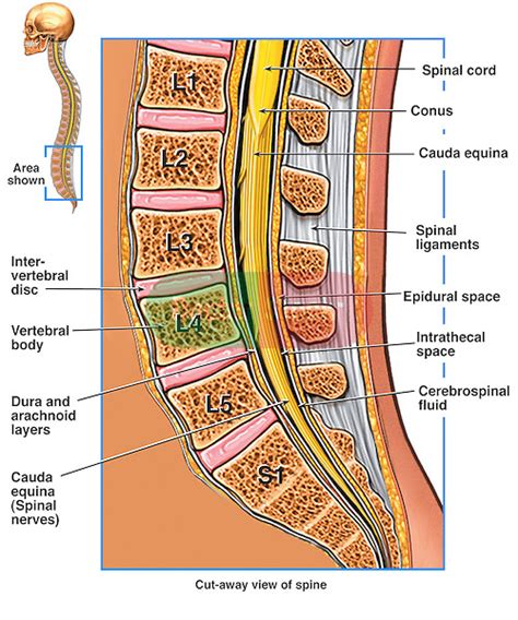 Anatomy Of The Lumbosacral Spine Doctor Stock