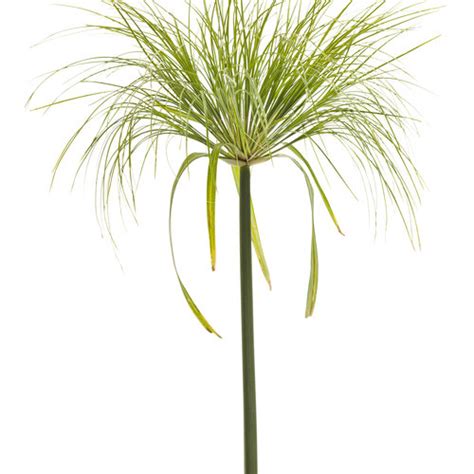 Graceful Grasses® King Tut® - Egyptian Papyrus - Cyperus papyrus ...