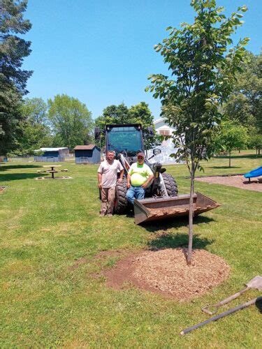 Muncy Shade Tree Commission Plants Elm Tree News Sports Jobs