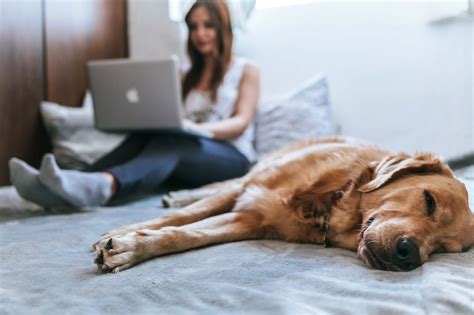 Sedante Adaptado Cornualles Perro Con Epilepsia Cuidados Profesor