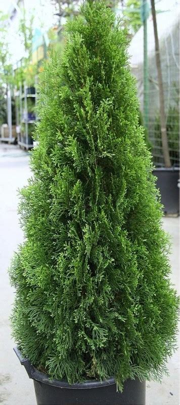 Туя западная Smaragd Thuja ocidentalis Smaragd