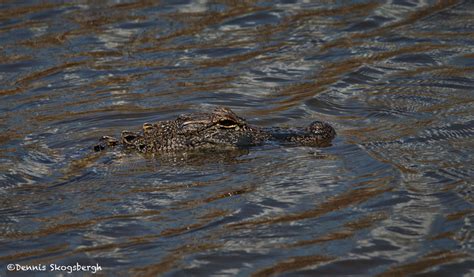 Alligators Crocodiles Dennis Skogsbergh Photographydennis Skogsbergh