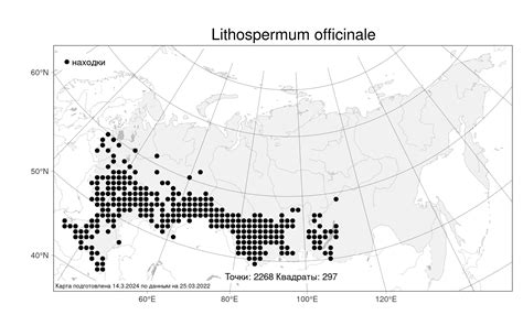 MW0161577, Lithospermum officinale (Воробейник лекарственный), specimen
